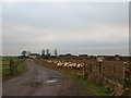 Lane to Grange Farm