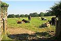 Cattle below Brent Tor