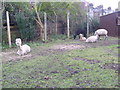 Alpacas at Brooks Farm