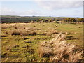 Rough pasture, near High Bullen