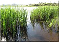 Rushes on the eastern shore of Lurgancullenboy/Creggan Lough