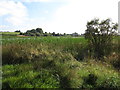 The  northern shore of Lurgancullenboy/Creggan Lough