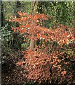 SX9065 : Beech leaves, Chapel Hill Pleasure Grounds by Derek Harper