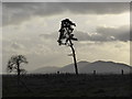 The Malvern Hills from Crown East