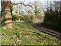 Early January daffodils at road junction in Staverton