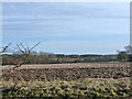 TL6523 : Ploughed field near Brookend Farm by Robin Webster