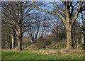 Trees by the Newton Road