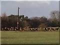 A field of deer