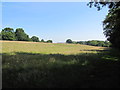 Chalk Grassland