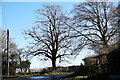 Trees on Whitegates Lane