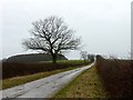 SK7683 : Winter tree on High House Road by Graham Hogg