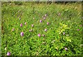 SX9066 : Orchids, Nightingale Park by Derek Harper