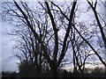 Trees by Gladstone Park