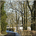 Tree-lined lane