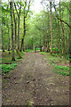 Footpath 1496/1 in the woods, 2007