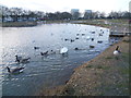 Jubilee Pond, Wanstead Flats