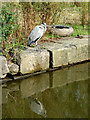 Grey Heron near Macclesfield, Cheshire