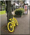 Yellow bike, Harrogate