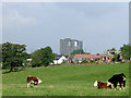 Grazing near Hurdsfield in Macclesfield, Cheshire