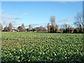 Field of kale