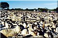 The sheep fair at Corby Glen, near Bourne, Lincolnshire