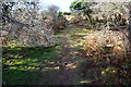 Path on Roborough Down