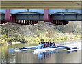 SK5803 : Rowers passing under the Upperton Road bridge by Mat Fascione