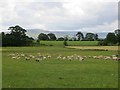 NY4844 : Sheep, Tarn Wadling by Richard Webb