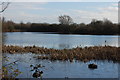 Gadwall Lake, Chigborough Lakes Nature Reserve