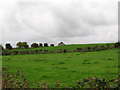 Agricultural land on the southwest side of the middle section of Cashel Road