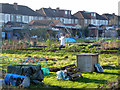 Scarecrow on the allotments