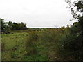 Shrubby field near the Dorsy Entrenchment