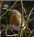 TQ3095 : Robin (Erithacus rubecula) by Christine Matthews