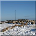 Sheep in snow, Kirk o