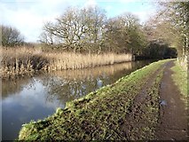 SJ6575 : Reed beds along the Trent & Mersey Canal by Christine Johnstone