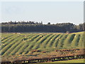 NY9375 : Farmland north of Great Swinburne (2) by Mike Quinn
