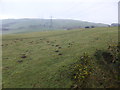 Mole hills and gorse near Tynllyn