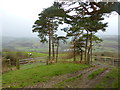 Field entrances near Llwyn-du