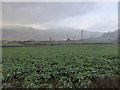 Kale field near Merllyn-isaf