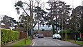 Cluster of trees, Moorend Park Road