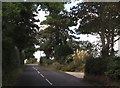 Scots Pines and pampas grass alongside the B176 (Killough Road)