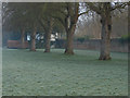 Tree line, Laleham Abbey grounds