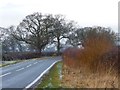 SJ4861 : Trees at a bend in Long Lane by Christine Johnstone