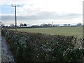 Telegraph poles crossing a field west of Willow Farm