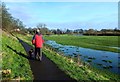 Dog Walker in Rickerby Park