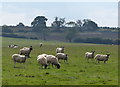 SK7604 : Sheep and pasture alongside Loddington Road by Mat Fascione