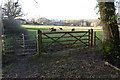 Cattle in field by Trampers Lane