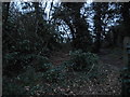 Dusk over the woods, Plough Lane