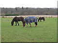 Horses in paddock, near Prince of Wales Rd, Great Totham