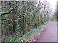 Woodland and marshy ground by the Tarka Trail